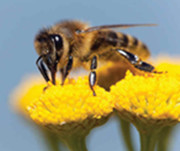 Polinator Protection Plan Bee