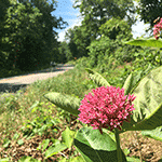 Purple Milkweed State Watchlist Breckinridge County