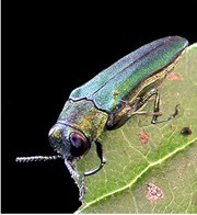 Picture of Emerald Ash Borer taken from website http://www.americanforests.org/magazine/article/will-we-kiss-our-ash-goodbye/

Please credit David Cappaert
