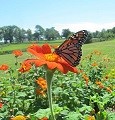 Kentucky Monarch Conservation Plan, Butterflies