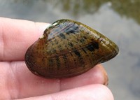 Snuffbox mussel photo taken by DEA biologists
