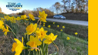 Daffodils-Slide-background-sm.jpg